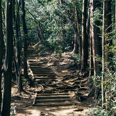广西——修复红树林生态 保护“海岸卫士”
